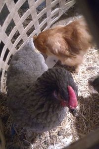 High angle view of two birds