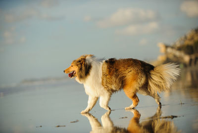 Shetland sheepdog walking at beach