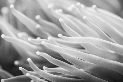 Full frame shot of flowering plant