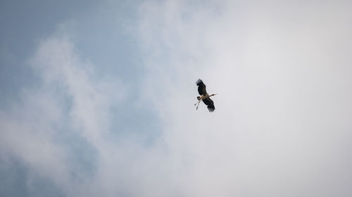 Low angle view of bird flying in sky