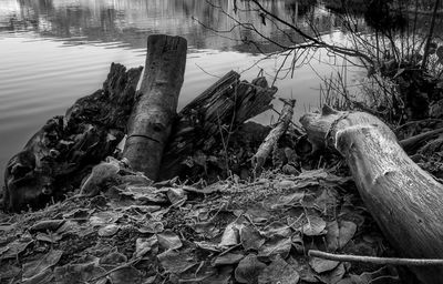 Fallen tree in lake
