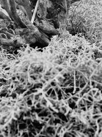 Close-up of plants
