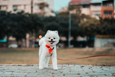 White dog standing on street