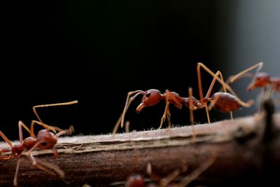 Close-up of insect on dry leaf against black background