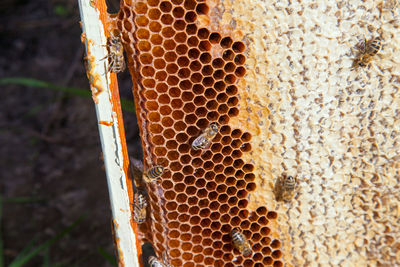 Close-up of bee on field