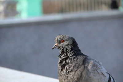Close-up of pigeon perching