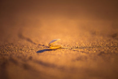 A beautiful details of a sandy beach at the baltic sea in northern europe. 