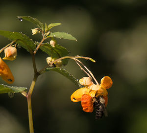 Close-up of flowers