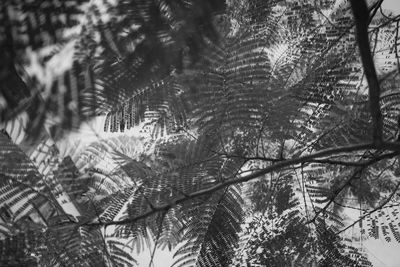 Close-up of tree in forest