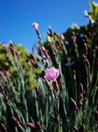 Close-up of pink flowering plant