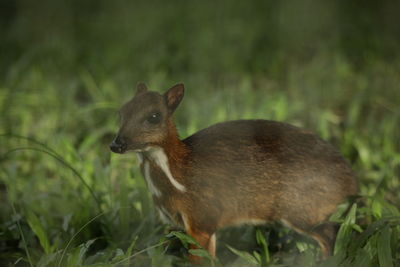 Close-up of deer