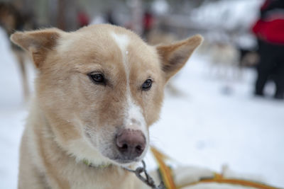 Close-up portrait of a dog