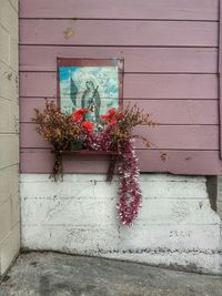 Potted plants in pot