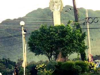 View of plants against building