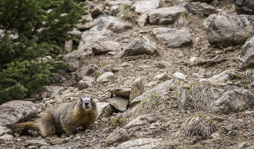 Portrait of marmot on ground