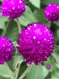 Close-up of pink flower