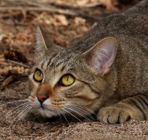Close-up portrait of cat