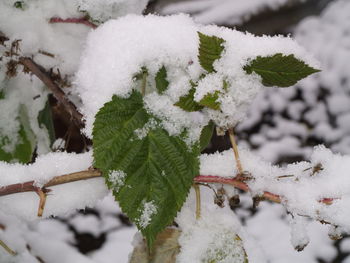 Close-up of snow covered plants