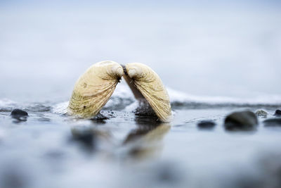 Close-up of bivalve type seashell on beach 