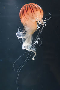 Close-up of jellyfish swimming in sea