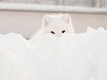 Arctic fox sits in the snow, only ears and eyes are visible