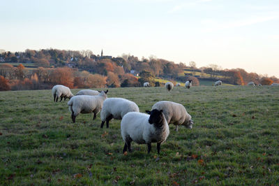Sheep grazing in a field
