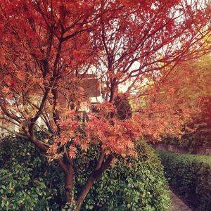 Trees in park during autumn