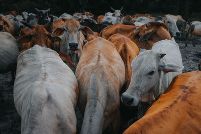 Group of cow in a farm
