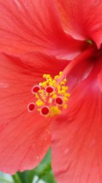 Macro shot of hibiscus flower