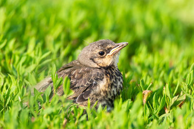 Close-up of a bird on field