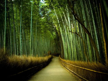 Empty road amidst trees in forest