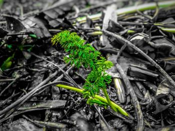 High angle view of plants growing on field