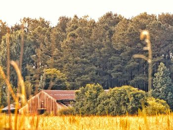 Barn on field against trees