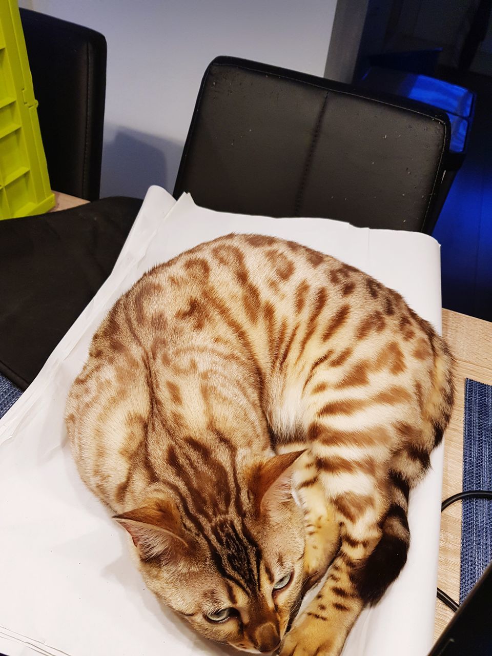 CAT SLEEPING ON TABLE IN CHAIR