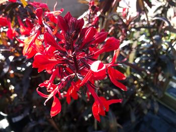 Close-up of red flower tree