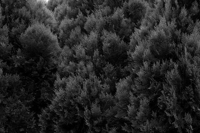 Full frame shot of pine trees in forest