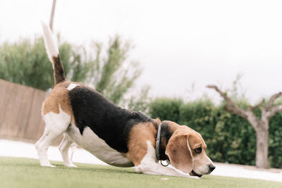 Beagle dog stretching his back in a garden