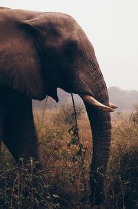 Side view of elephant standing on field against clear sky