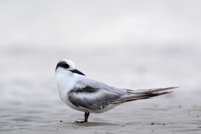 Close-up of seagull perching on a beach