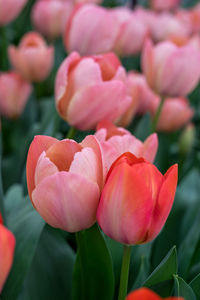 Close-up of pink tulips