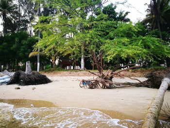 Trees by water against sky