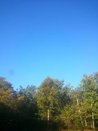 Low angle view of trees against clear blue sky