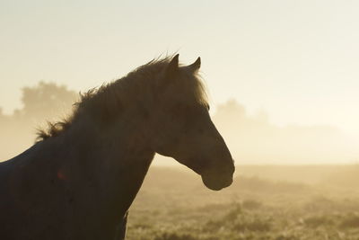 Horse on field against sky