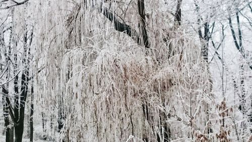 Trees on snow covered landscape