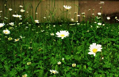 Close-up of flowers blooming outdoors