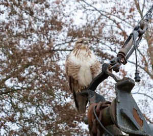 Low angle view of bird perching on a vessel 