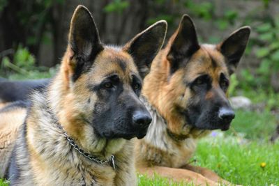 Close-up of dog in park