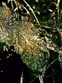 Close-up of water drops on leaves