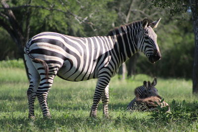 Zebras on field