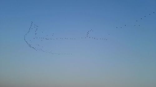 Low angle view of birds flying in sky